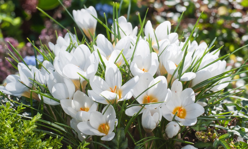 Image 5: Assortiment de 125 ou 250 bulbes de fleurs