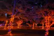 Admission to the Annual Dinos in the Dark Halloween Event; For All Ages w/ Trick-or-Treating or Haunted Trail - Second Medium