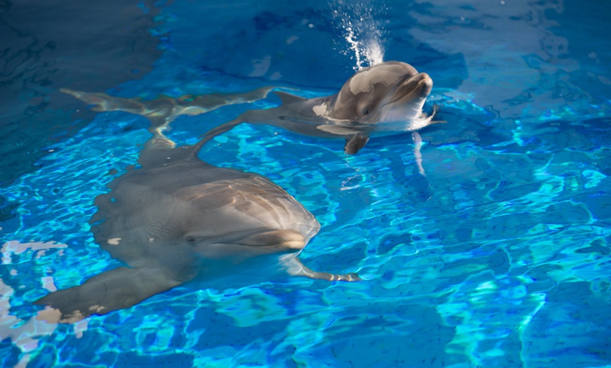 Image 6: Genova: 1 notte con colazione, Acquario, Biosfera e Mostra Illusioni 