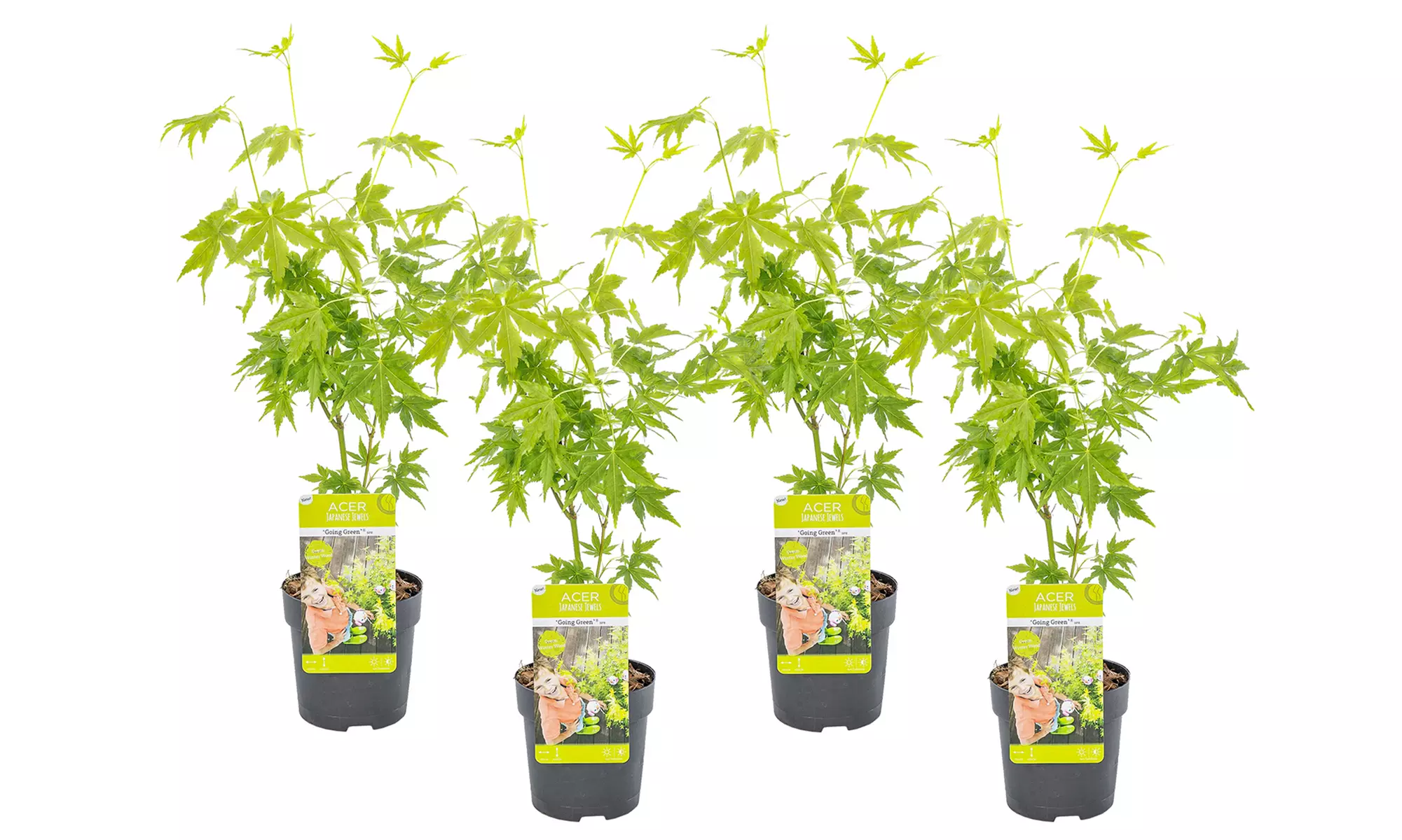 4er-Set Japanische Ahorne