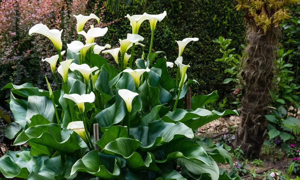 Giant Calla Lily Bulbs (5-Pack) - Primary Image