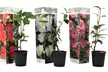 1 ou 2 lots de 3 plantes de Camelia Japonica 30-40 cm, livrés en pot - Second Medium