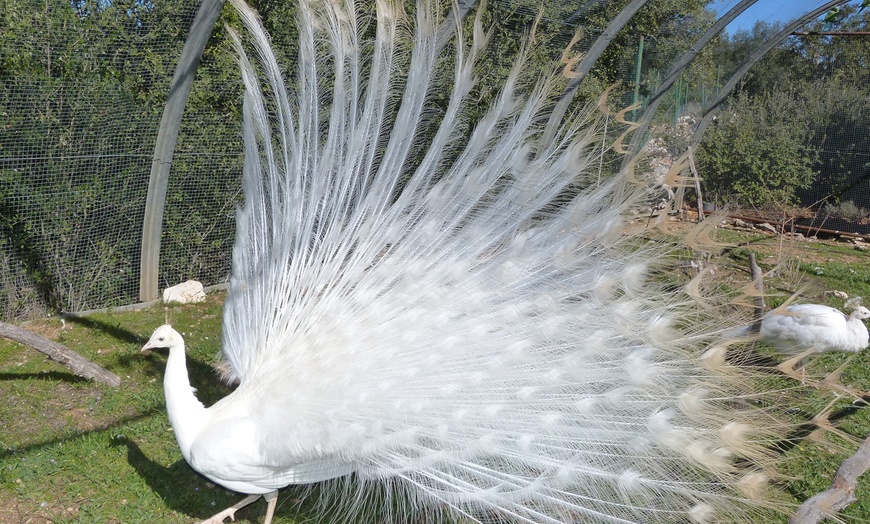 Image 11: Entrées au Parc Animalier Ginasservis Zoo