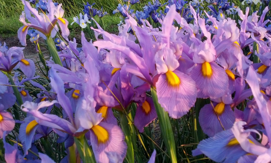 Image 2: Pink Panther Iris Bulbs