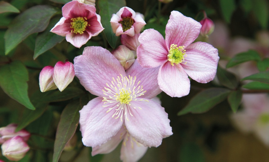 Image 1: One or Three Clematis Montana Rubens 