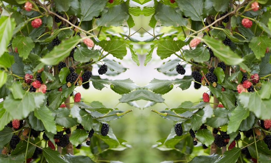 Image 6: Up to Three Black Mulberry (Morus) Charlotte Russe Plants in 9cm Pots