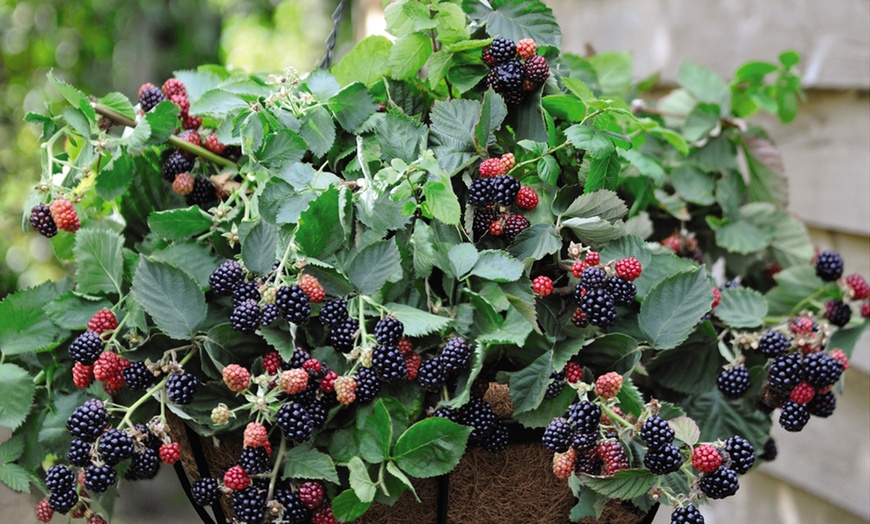 Image 1: Blackberry 'Black Cascade' 9cm Pot - One, Two or Three Plants