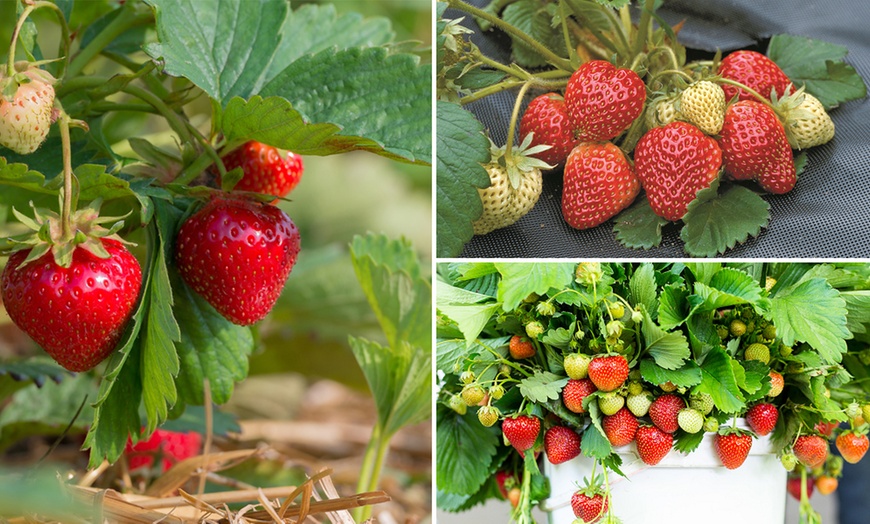 Image 1: Strawberry Full Season Collection – 18 or 36 Plants