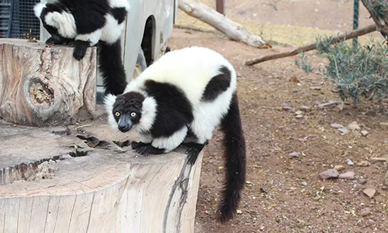 Entrada de un día para niño o adulto en Terra Natura Murcia