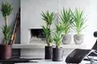 Ensemble de 3 palmiers d'intérieur, Dracaena Marginata, Yucca Elephantipes et Areca, hauteur de 70-80 cm à la livraison - Image 4