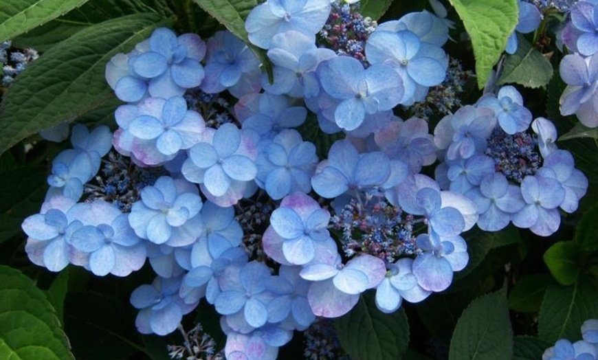 Image 3: Plantes Hydrangea serrata ‘Summer Glow’ 