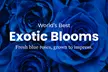 Unbelievable Blue Roses at Rosaholics. Not just roses—these are showstoppers Up to 71% Off. - Second Medium