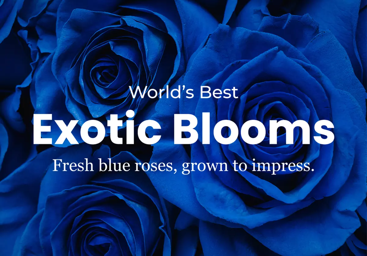 Unbelievable Blue Roses at Rosaholics. Up to 71% Off.