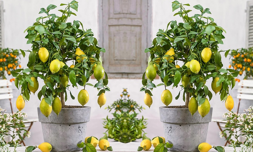 Image 1: Fragrant Lemon Trees