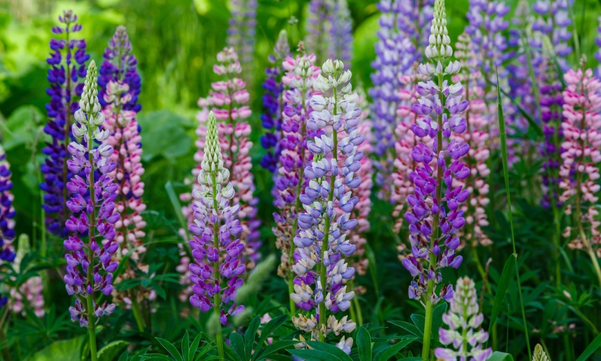 Image 3: 5, 10 or 20 Lupin Gallery Mixed Collection Plants