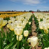 Image 4: See Skagit Valley in Bloom: Day Trips for 1, 2, or 4!