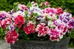 60 or 120 Mixed Summer Bedding Plants - Image 5