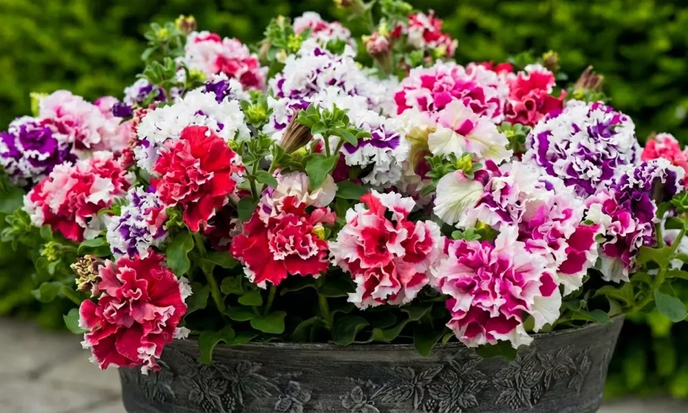 60 or 120 Mixed Summer Bedding Plants