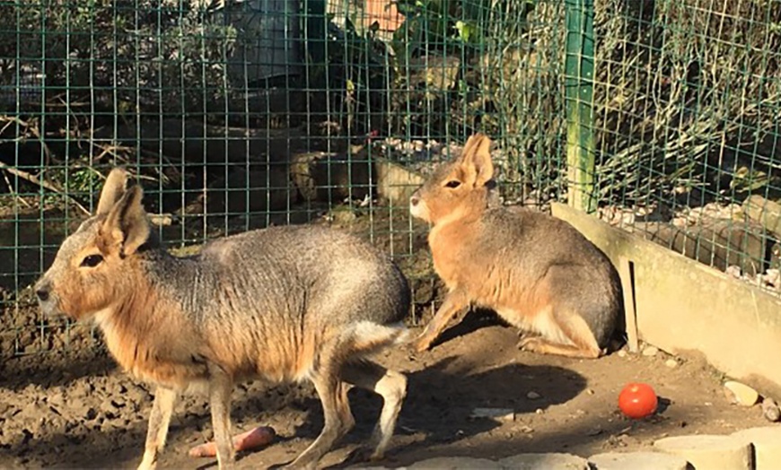 Image 5: Entrada para adulto y/o niño para el Zoológico El Bosque