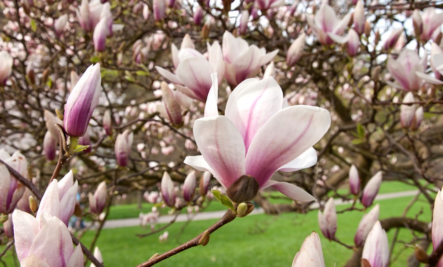 Image 4: One or Two Magnolia Standard Plants