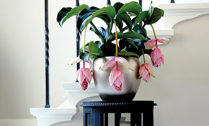 Image 2: Medinilla Dolce Vita Plant 