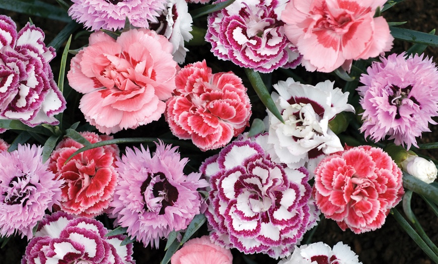 Image 4: 5, 10, 20 or 40 Fragrant Dianthus