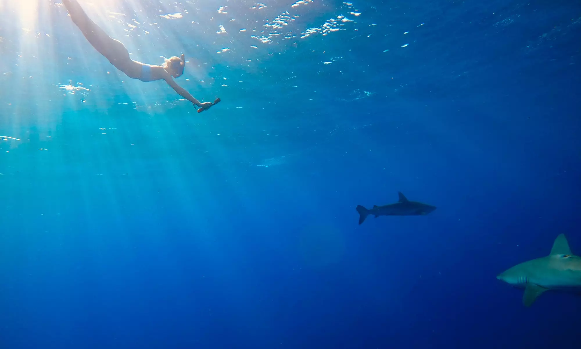 Explore the Ocean: Pelagic Shark Dive for 1, 2, or 3 People