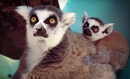 Monkey-Feeding Experience for Four at Suncoast Primate Sanctuary in Palm Harbor (Up to 51% Off) - Primary Image
