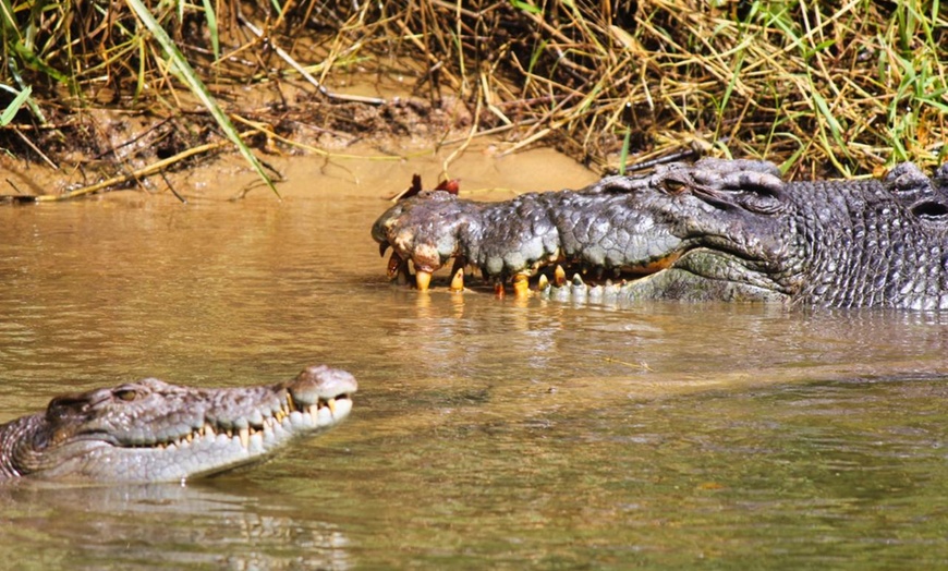 Image 4: Rainforest & Wildlife Cruise at Crocodile Express Daintree Cruises