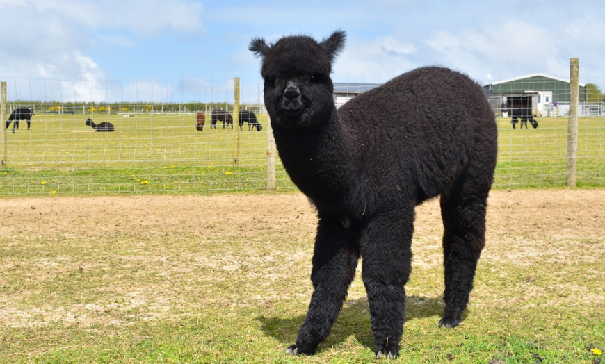 Image 6: Enjoy a Two-hour Alpaca Meet, Greet, and Walk for Two, Three, or Four