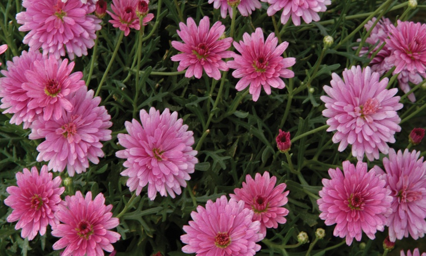 Image 2: Pink Lemonade Argyranthemum Aramis Collection - 3, 9 or 15 Plants