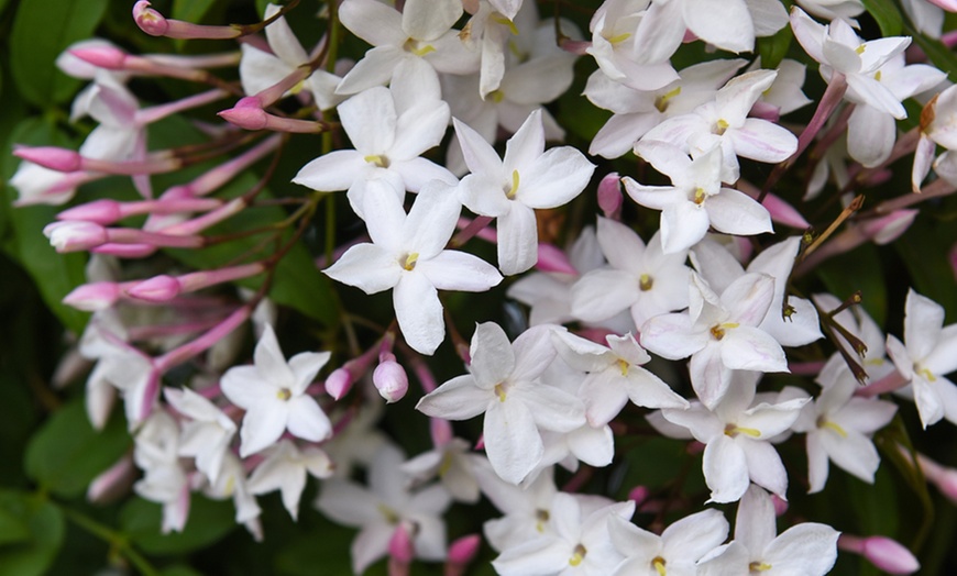 Image 3: One or Two Jasminum Polyanthum 'Starry Starry Summer Night' Climbers