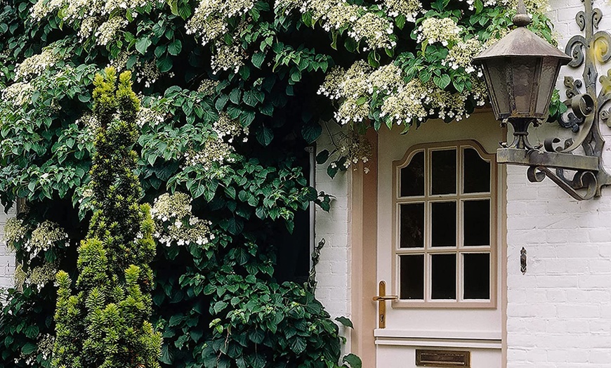 Image 1: Klimhortensia Hydrangea Petiolaris