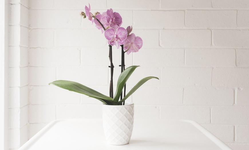 Image 2: Moth Orchid