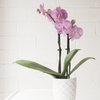Image 2: Moth Orchid