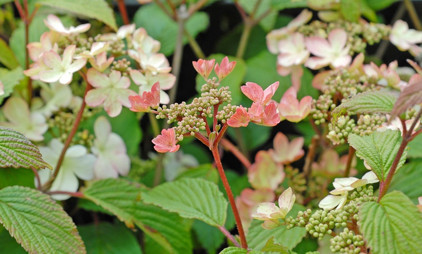 Image 3: Viburnum 'Kilimanjaro Sunrise' - Up to 3 Potted Plants