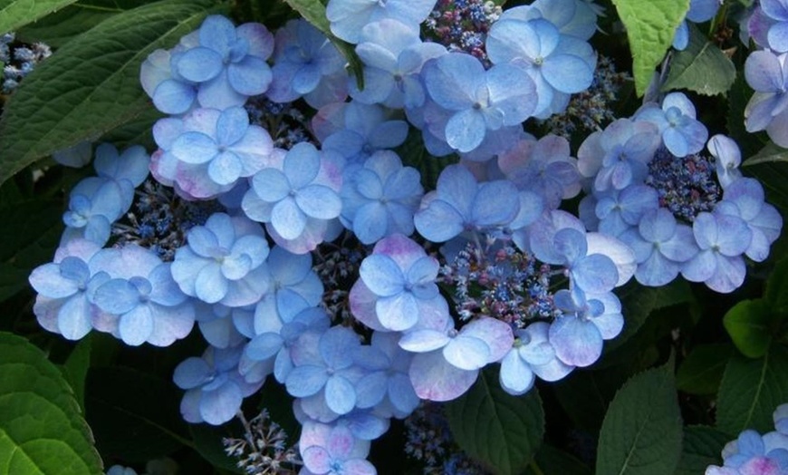 Image 3: Lot de 2 Hortensias: Candlelight, Early Harry, Magic Pillow