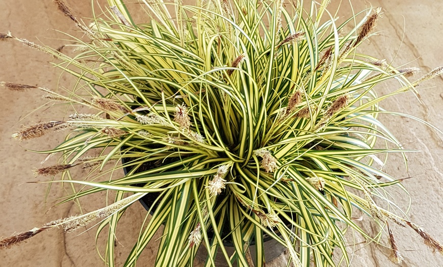 Image 3: Three-Litre Dwarf Sedge Grass