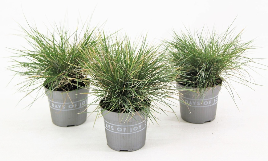 Image 5: Planta Festuca Glauca