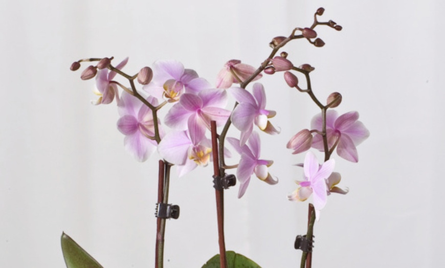 Image 2: Phalaenopsis orchidee