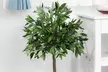 Set of Two Outsunny Bay Laurel Topiary Tree Artificial Plants with Pot - Image 2