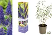 Set van 3 of 6 'Buddleja Davidii' vlinderstruiken van het - Image 2