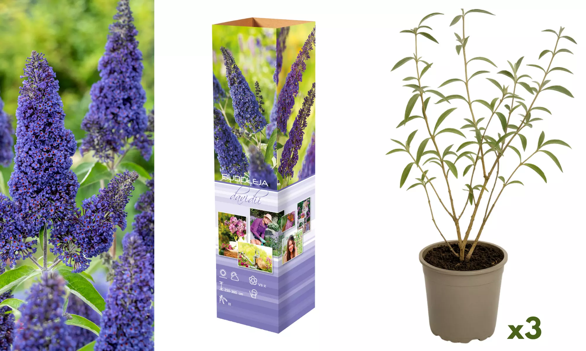 Set van 3 of 6 vlinderstruiken van het