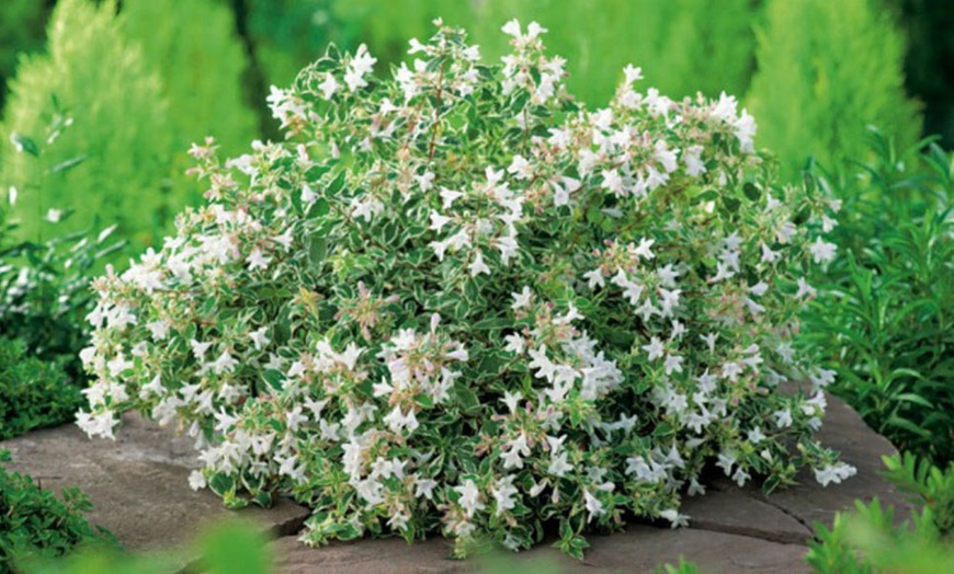 Image 4: Siepe di Abelia o Olivagno