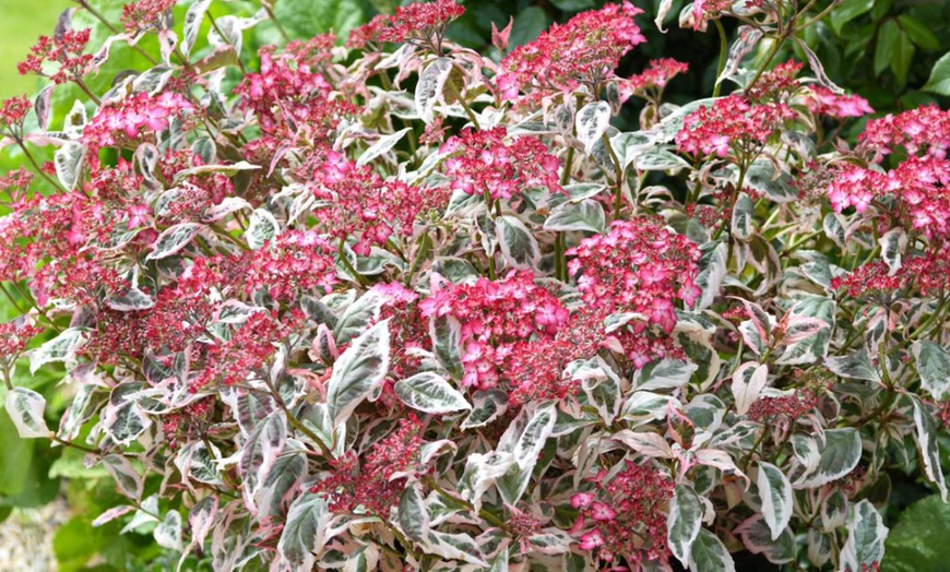 Image 2: Hydrangea Serrata ‘Euphoria Pink’ – 1 Potted Plants in 3-Litre Pot