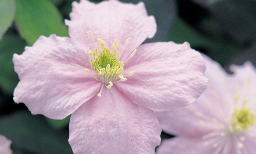 Image 2: Clematis Montana 'Mayleen' - 1, 2 or 3 Potted Plants