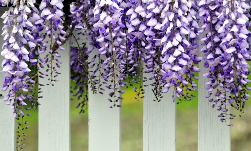 Image 2: Wisteria Plants