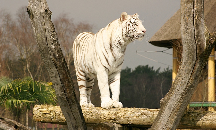 Image 3: 1 Ticket für den Safaripark