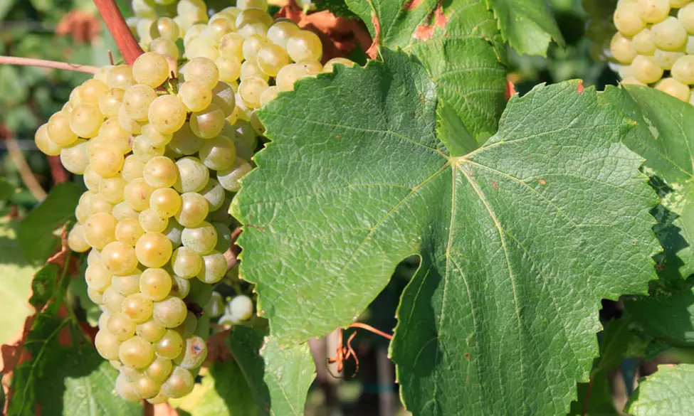 Capriolo: camera, colazione, visita alla cantina e degustazione
