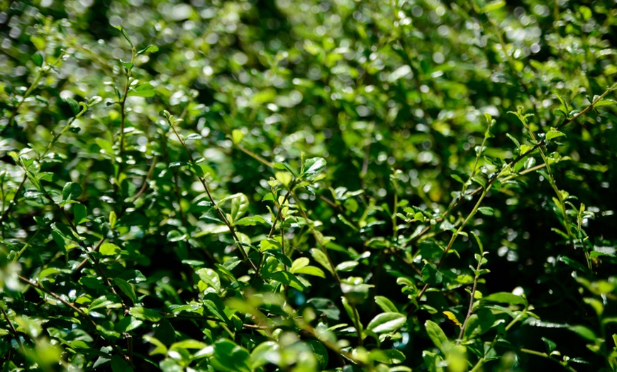 Image 2: Japanese Holly Hedge